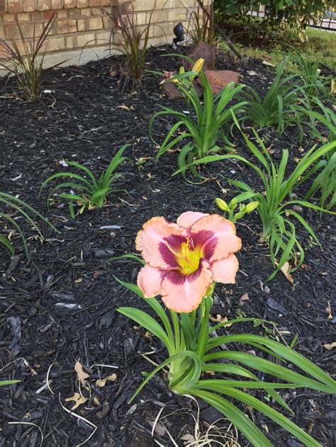 Photo Of The Bloom Of Daylily Hemerocallis Macbeth Posted By