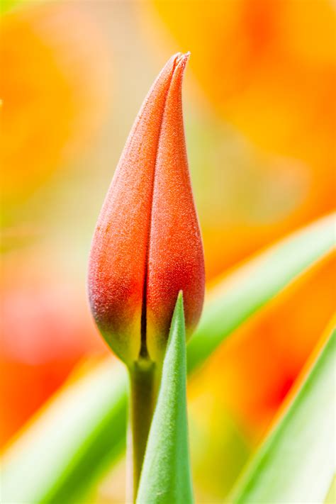 Orange Tulip Bud Photo Credit To Zdenek Machacek Rmostbeautiful
