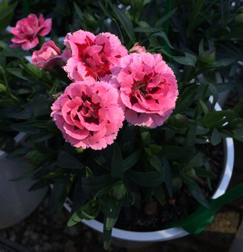 Each flower is presented with information about: Carnation Oscar Pink & Purple 150mm Pot | Dawsons Garden World