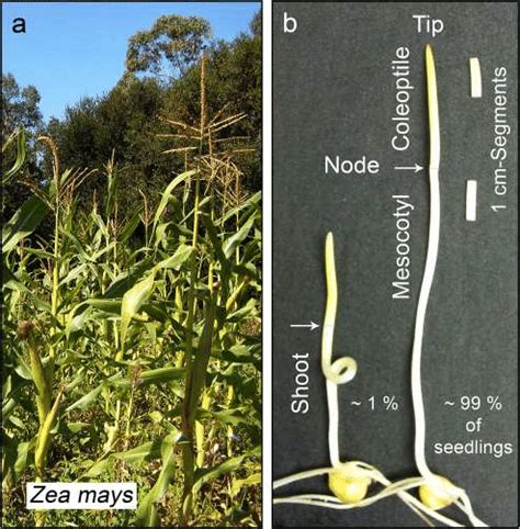 Maize Zea Mays Is The Most Important Crop Plant Of The Usa And A