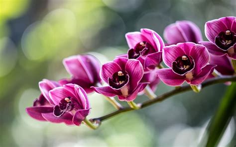 Descargar Fondos De Pantalla Orquídeas Tropicales Orquídeas Rama
