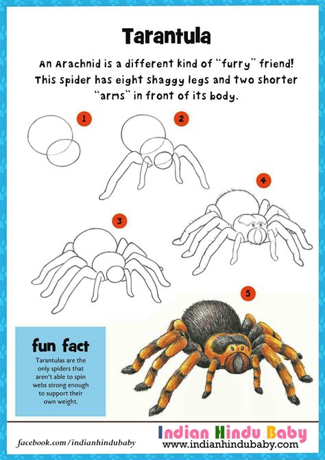 How To Draw A Tarantula Spider Python Program To Draw Spider Web In