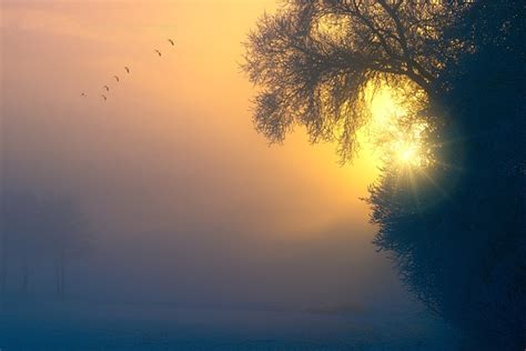 Fog Dawn Birds Free Photo On Pixabay Pixabay