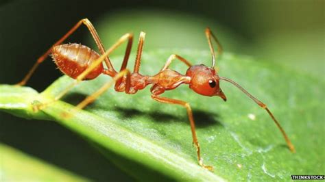 Pesan todas las hormigas juntas más que toda la humanidad BBC News