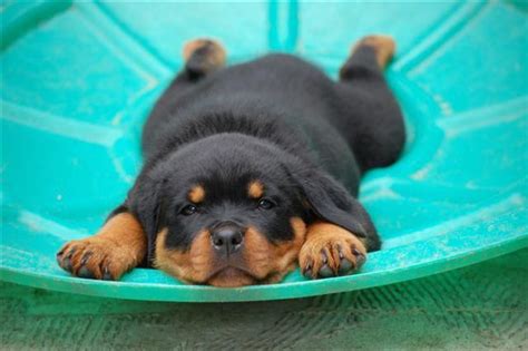 15 Signs Youre A Crazy Rottweiler Person And Damn Proud To Be