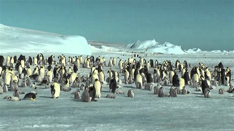 Emperor Penguins And Antarctic Peninsula Youtube
