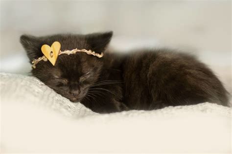 This Adorable Newborn Kitten Photo Shoot Will Make Your Heart Melt