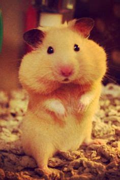 Other settings are already installed by default. 1000+ images about Cute Hamsters on Pinterest | Cute ...