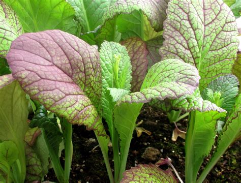 Foodstuff Japanese Giant Red Mustard Greens Sybaritica