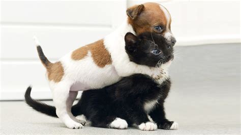 Is she afraid of them and quickly hides somewhere or does she even react aggressively at their sight? Cat Meets Puppy ★ Cats Meeting Puppies For First Time (HD ...