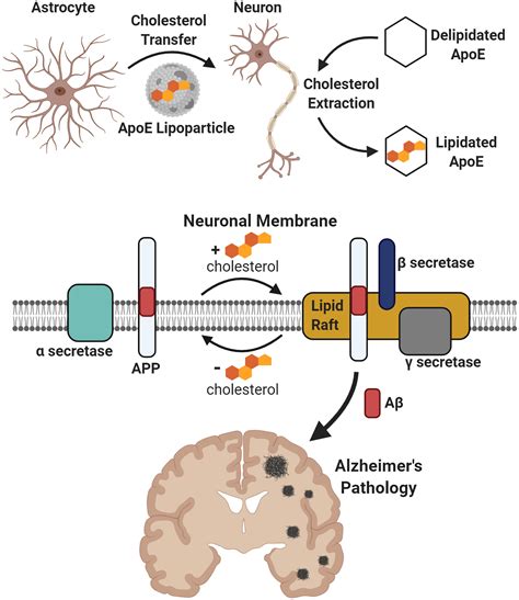 Regulation Of Beta Amyloid Production In Neurons By Astrocyte Derived