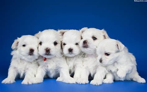 Cute White Puppies Wallpapers Top Free Cute White Puppies Backgrounds