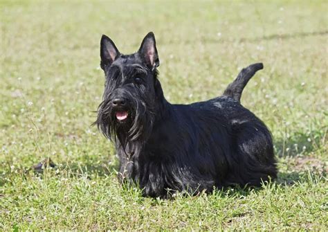 12 Most Expensive Small Dog Breeds
