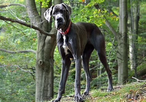 What Is A Great Dane And Labrador Retriever