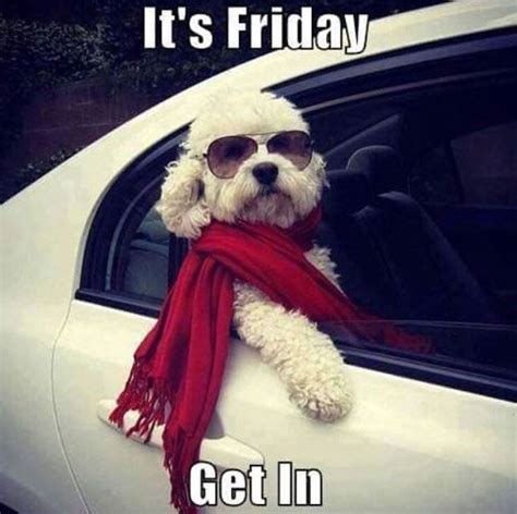 Its Friday Get In Friday Meme Friday Dog Funny Friday Memes
