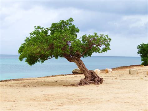 Divi Divi Tree Aruba Green Life Outdoor Vacation
