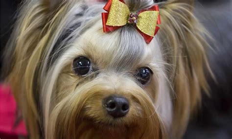 Shih Tzu Vs Maltese What Are 8 Key Differences A Z Animals