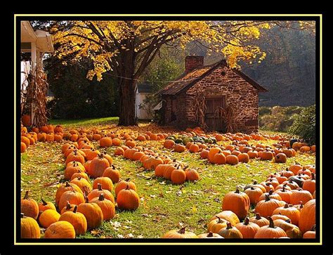 Autumn Pumpkin Wallpaper Wallpapersafari