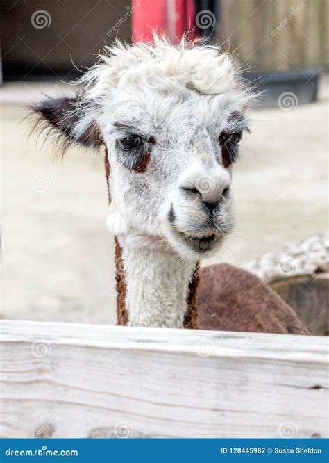 Happy Alpaca Portrait At A Petting Zoo Stock Photo Image Of Furry