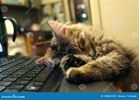 Kitten Is Sleeping On The Laptop Stock Image Image Of Domestic