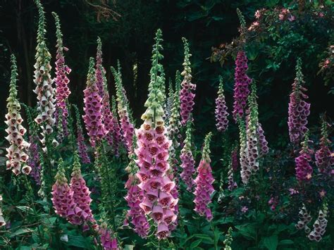 Plants That Like Wet Soil | Shade perennials, Cool plants ...