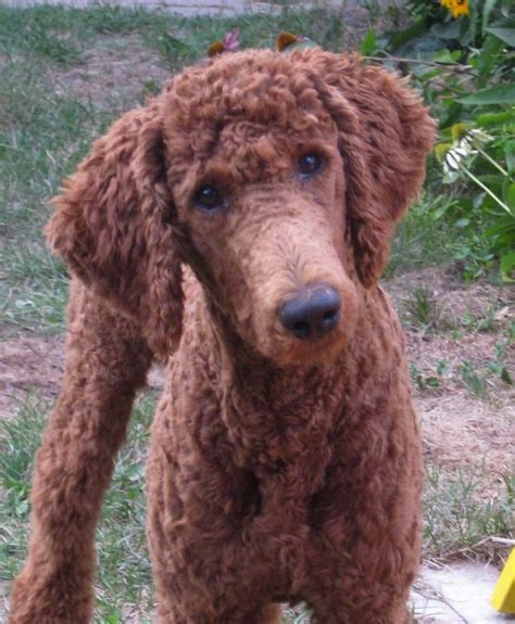52 best images about Manly Standard Poodle Cuts on ...