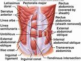 Images of Name All Core Muscles