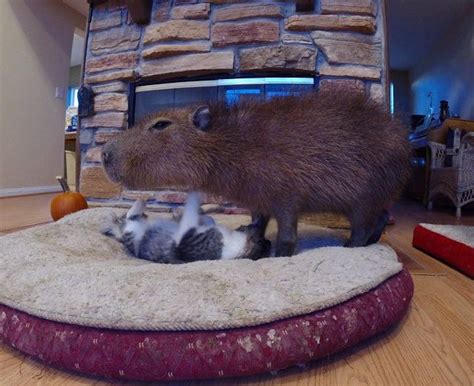 Cats Friendship With Capybara Iz Unusual But Totally Awesome Gallery