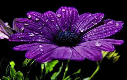 Purple Cool Wallpapers Flower Backgrounds