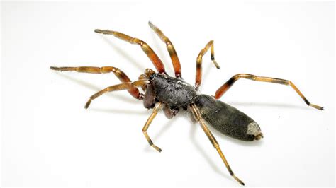 Top 10 Most Dangerous Australian Spiders Australian Geographic