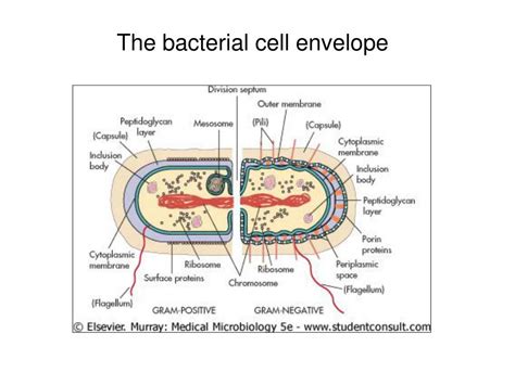 Ppt Medical Microbiology 480b Bacteria Structure And Function
