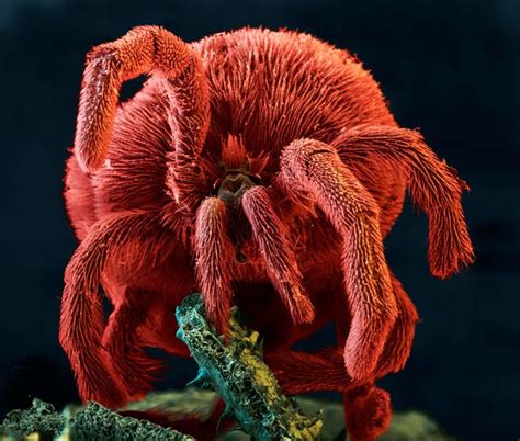 These Magnified Insects Will Give You The Creeps Arachnids Velvet