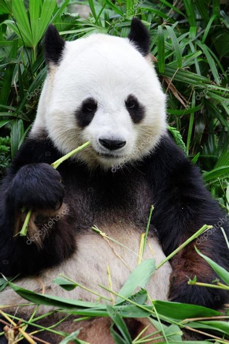 Panda Eten Bamboe ⬇ Stockfoto Rechtenvrije Foto Door © Leungchopan
