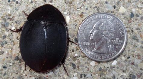 Big Black Beetle Mimic Roach Crossing