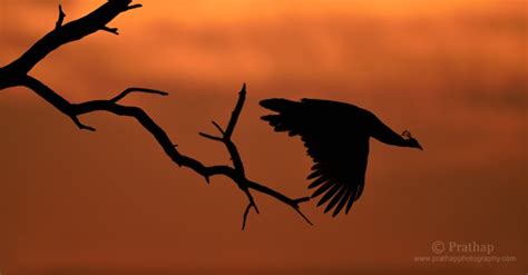 10 Surefire Tips For Photographing Birds In Flight