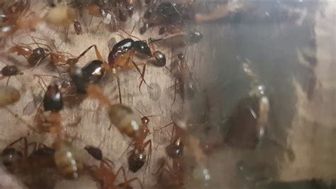 Camponotus Maculatus Queen Ant Youtube