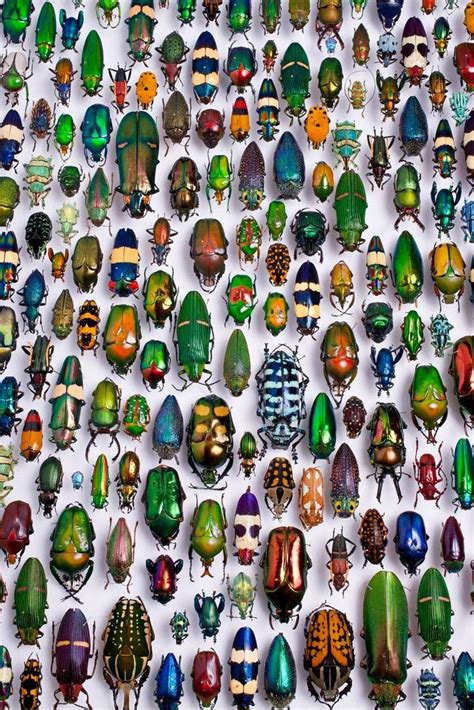Pin By Kathleen Roberts On Bugs And Bug Art Beautiful Bugs Bugs And