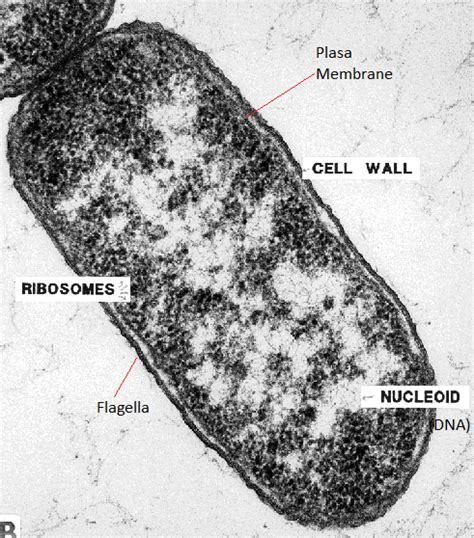 Cell Encyclopedia 223 Identify Structures From 221 In Electron