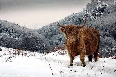 Highland Cow In Snow Buy Prints Of Scotland
