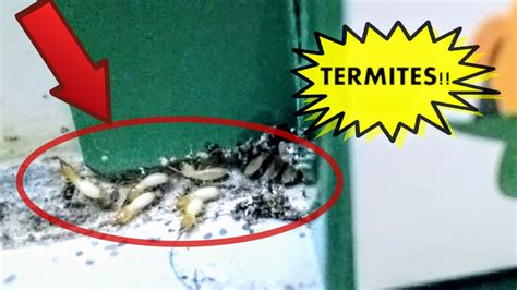 Termite Treatment How To Do It Yourself Diy Get Rid Of Termite