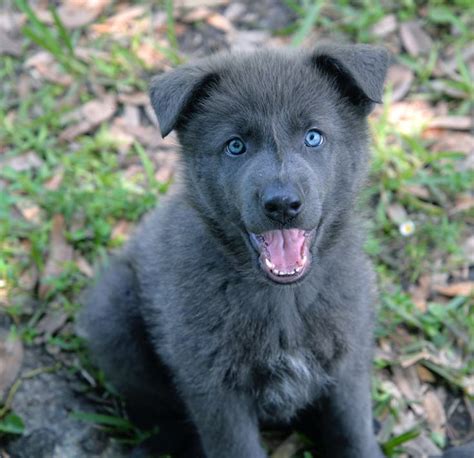 Picture Blue Dog Breed Every Dog Breed German Shepherd Puppies Training