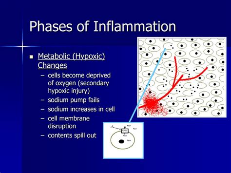 Ppt The Eight Phases Of Inflammation Powerpoint Presentation Free