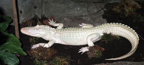 Alligator American Louisville Zoo