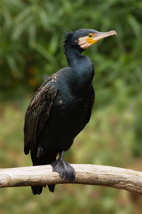 Great Cormorant Phalacrocorax Carbo