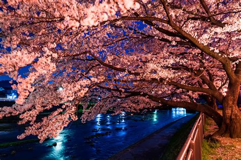 High Quality Desktop Wallpaper Of Sakura Tree Picture Of