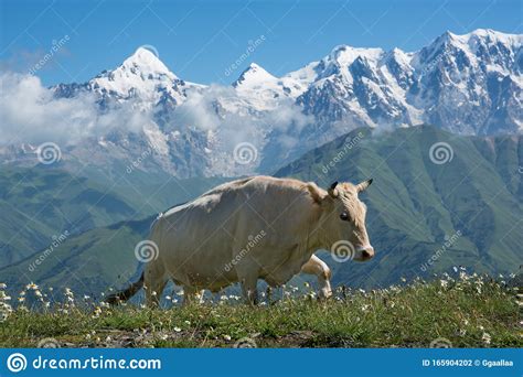 Cow Walking In Mountains Stock Photo Image Of Agriculture 165904202