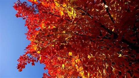 Fall Leaf Season Free Photo On Pixabay Pixabay
