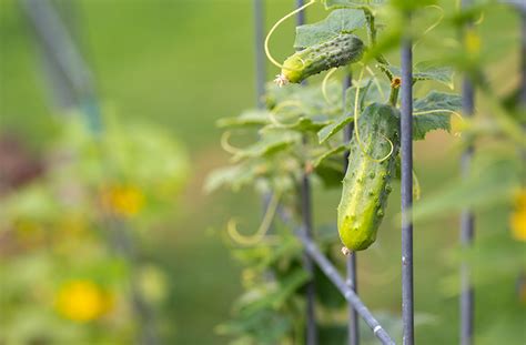 How Do I Grow Cucumbers Planting And Harvest Guide Joegardener