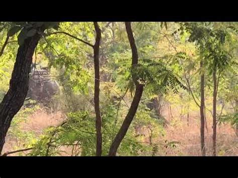 Bandhavgarh Jungle Safari Youtube