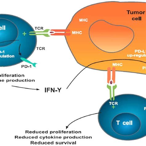 Pd Mediated Inhibition Of T Cells T Cells Recognizing Tumor Antigens